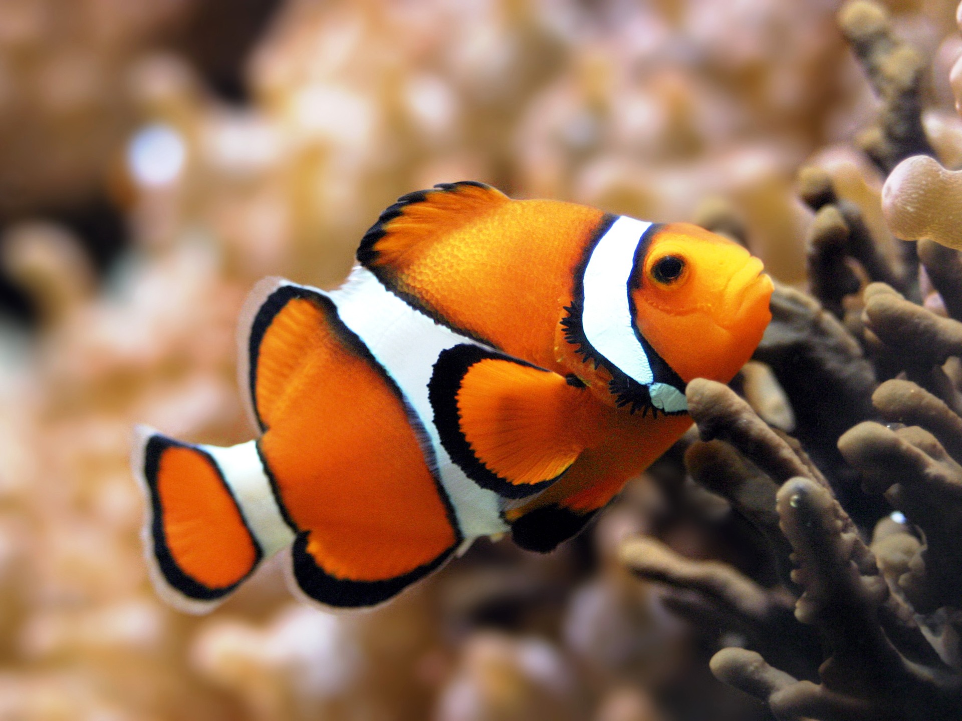 Nemo’nun Gen Haritası Çıkarıldı